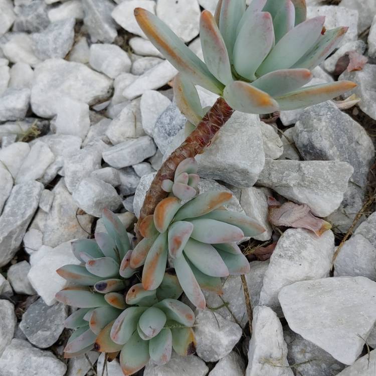 plant image 1109407