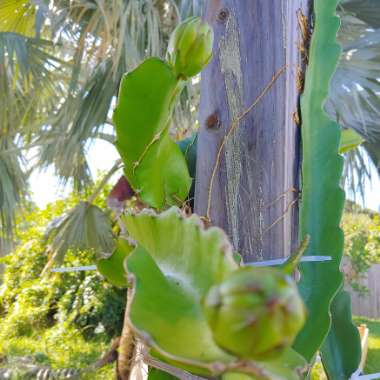 Hylocereus undatus