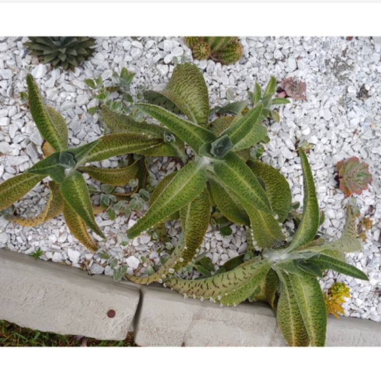 plant image 1136127 plant image 1136127