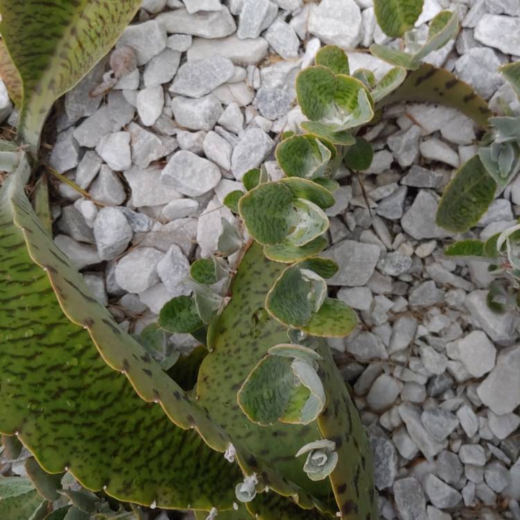 plant image 1136128 plant image 1136128
