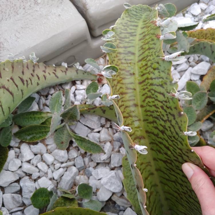 plant image 1136129 plant image 1136129