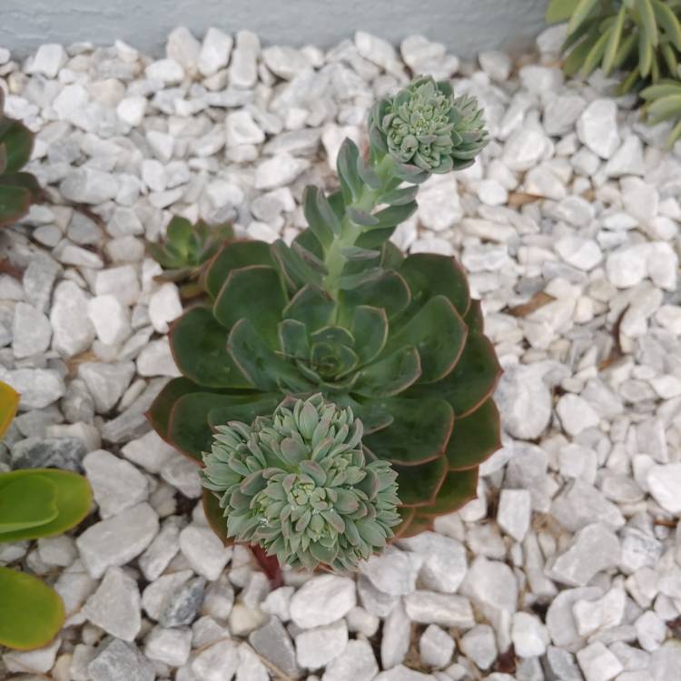plant image 1141721
