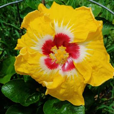 Hibiscus Rosa-sinensis 'Lemon Delight'