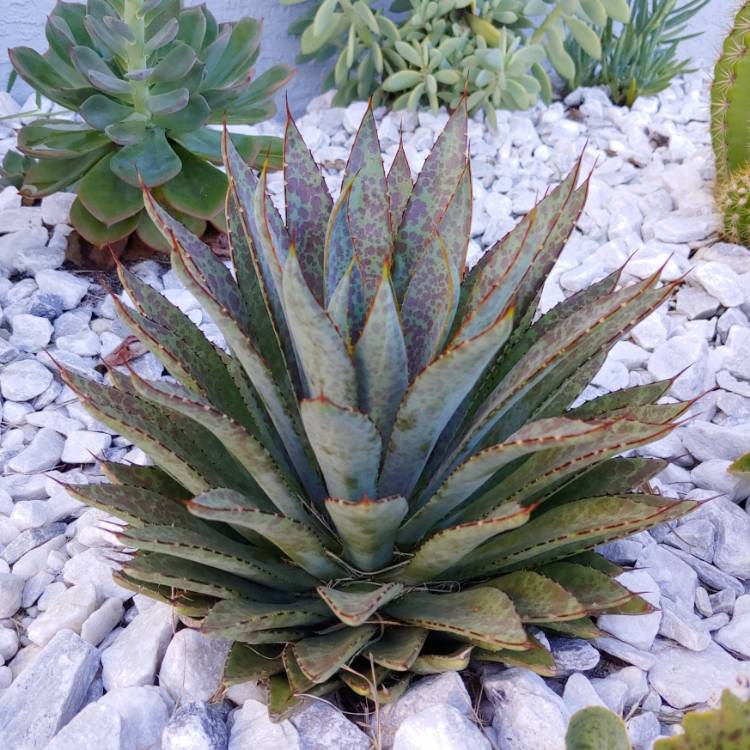plant image 1149648 plant image 1149648