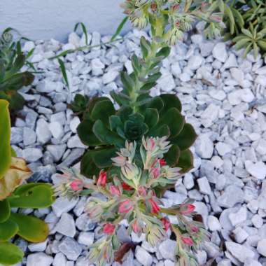 Echeveria Blue Prince
