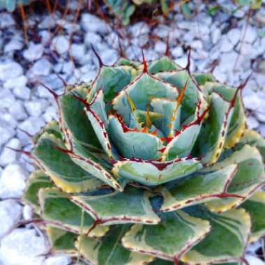 Agave 'Kissho Kan'