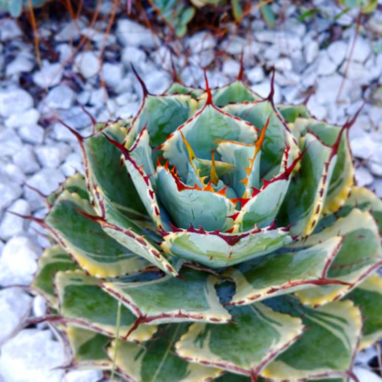 plant image 1149665 plant image 1149665