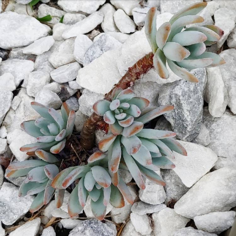 plant image 1181894