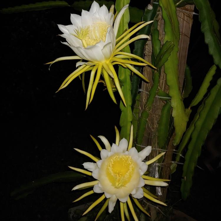 plant image 1186293 plant image 1186293