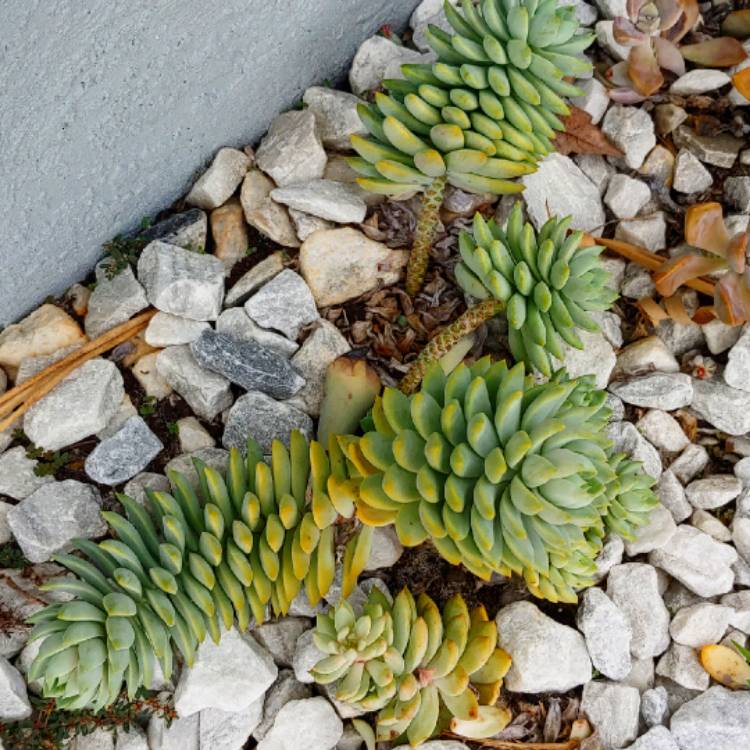 plant image 1193745