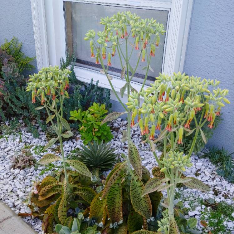 plant image 1196721 plant image 1196721