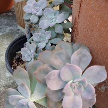 Graptopetalum Purple Delight syn. Graptopetalum Snow White