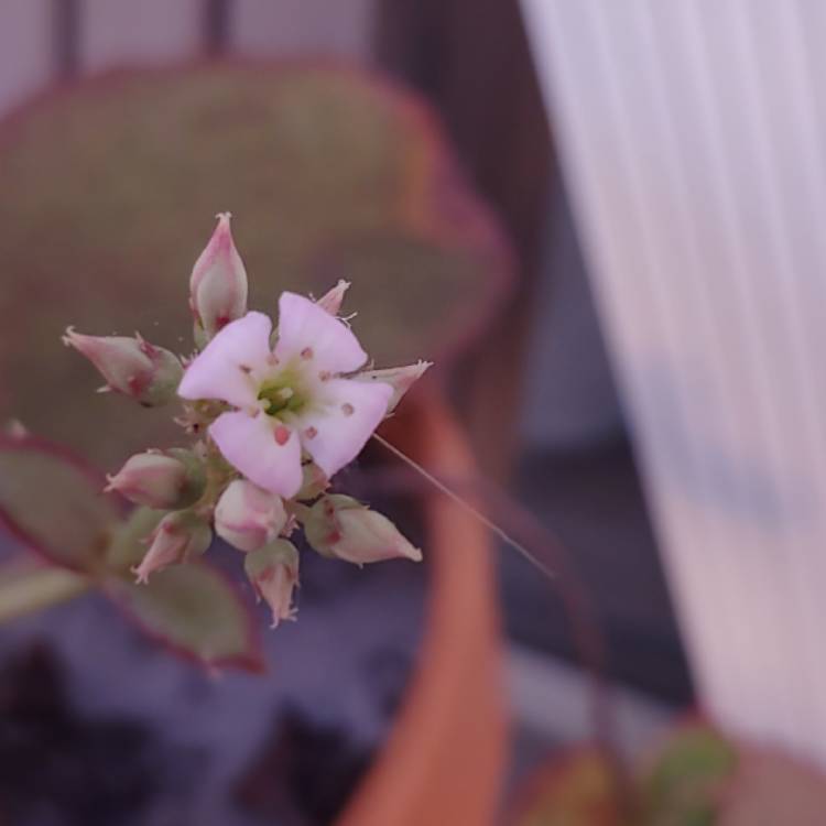plant image 1206016 plant image 1206016