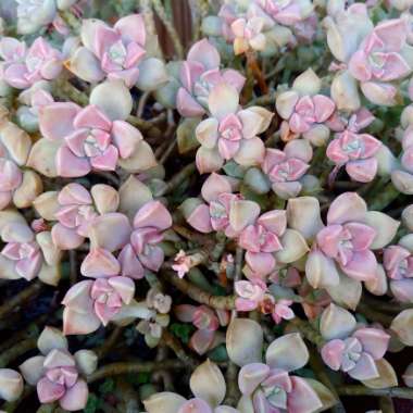 Graptopetalum Paraguayense subsp. Bernalense