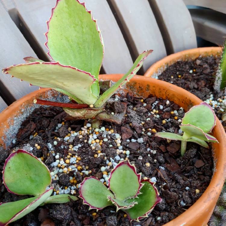 plant image 1216634 plant image 1216634