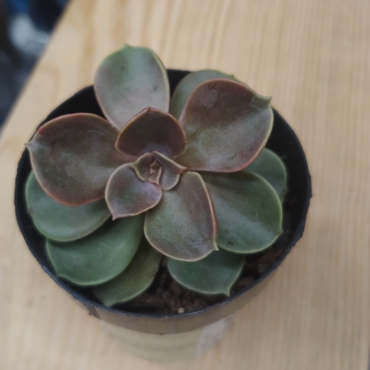Plant image Echeveria Petra's Pearl