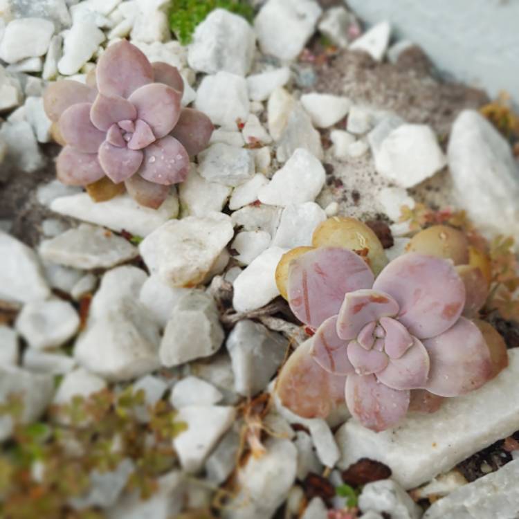plant image 1218359 plant image 1218359