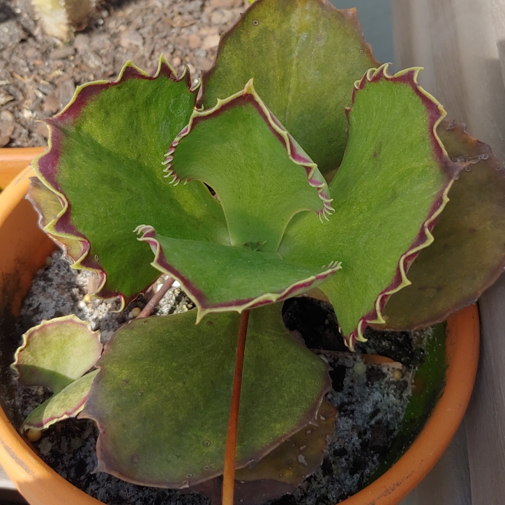 plant image 1232755 plant image 1232755