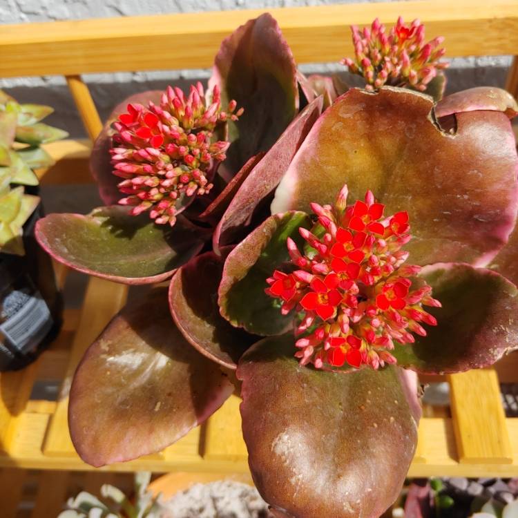 plant image 1232758