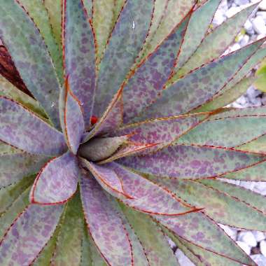x Mangave 'Bloodspot'
