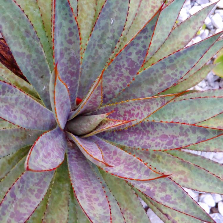 plant image 1242814 plant image 1242814