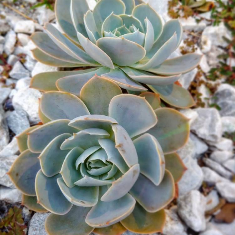 plant image 1242816 plant image 1242816