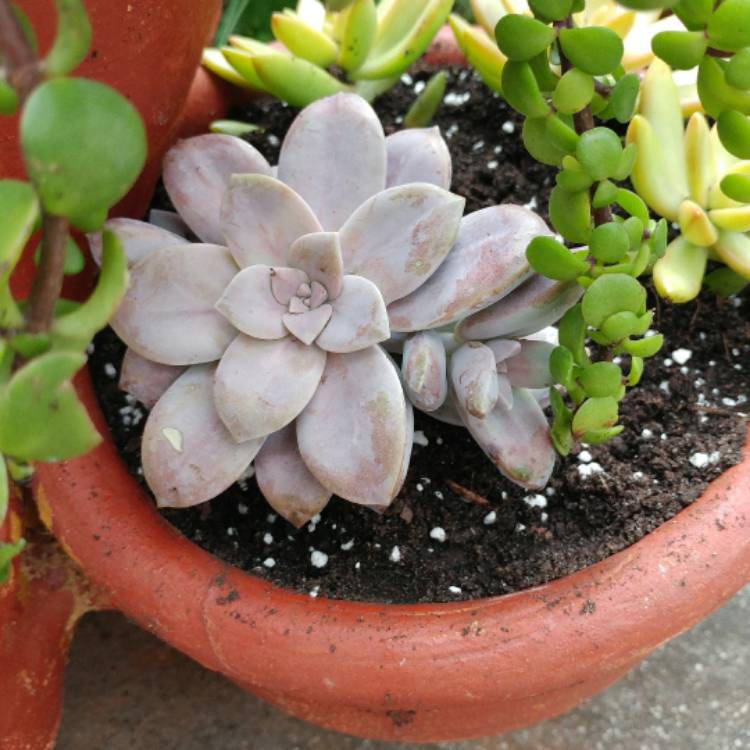plant image 607171 plant image 607171