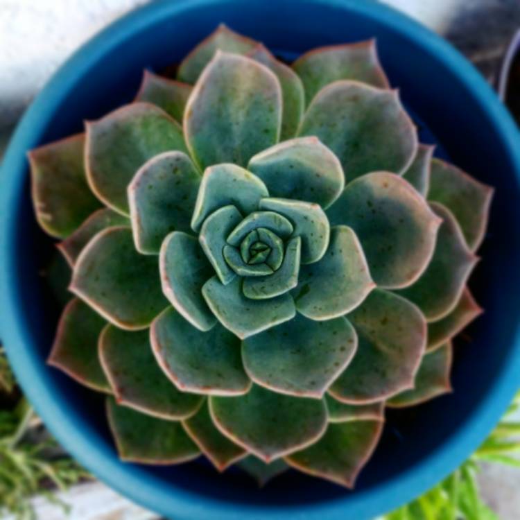 plant image 607338