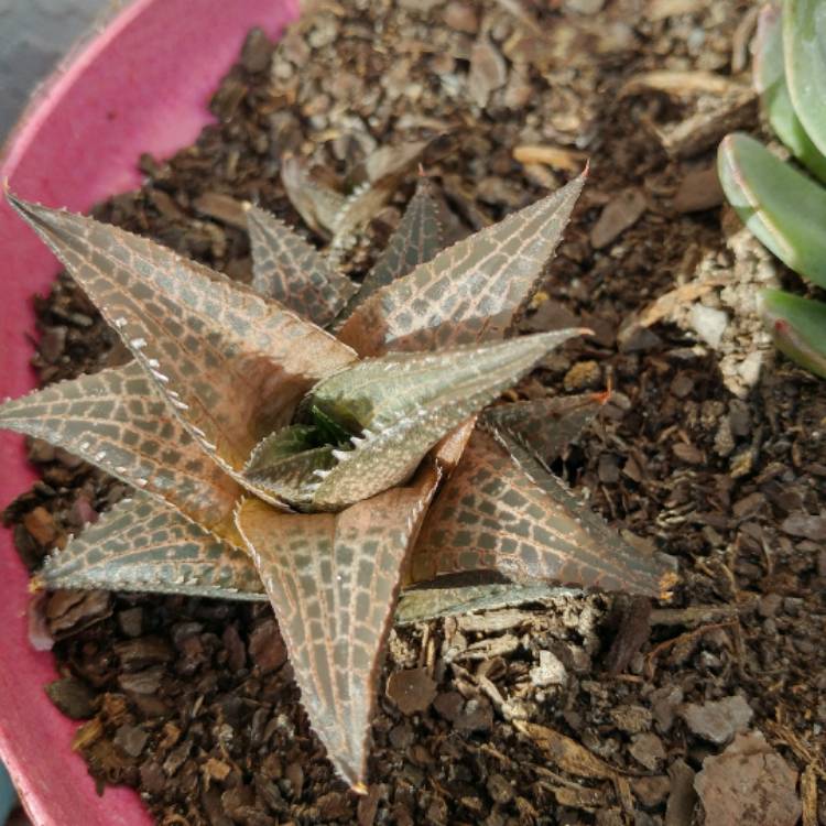 plant image 607346