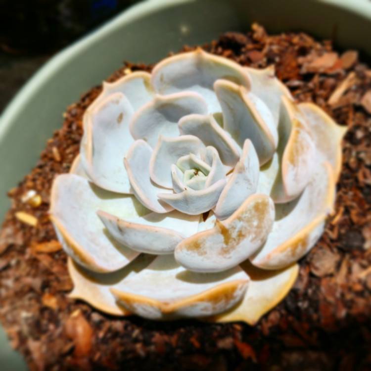 plant image 607363