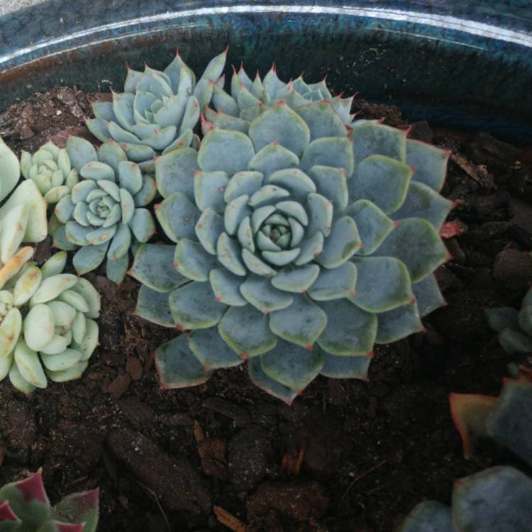 plant image 607825 plant image 607825
