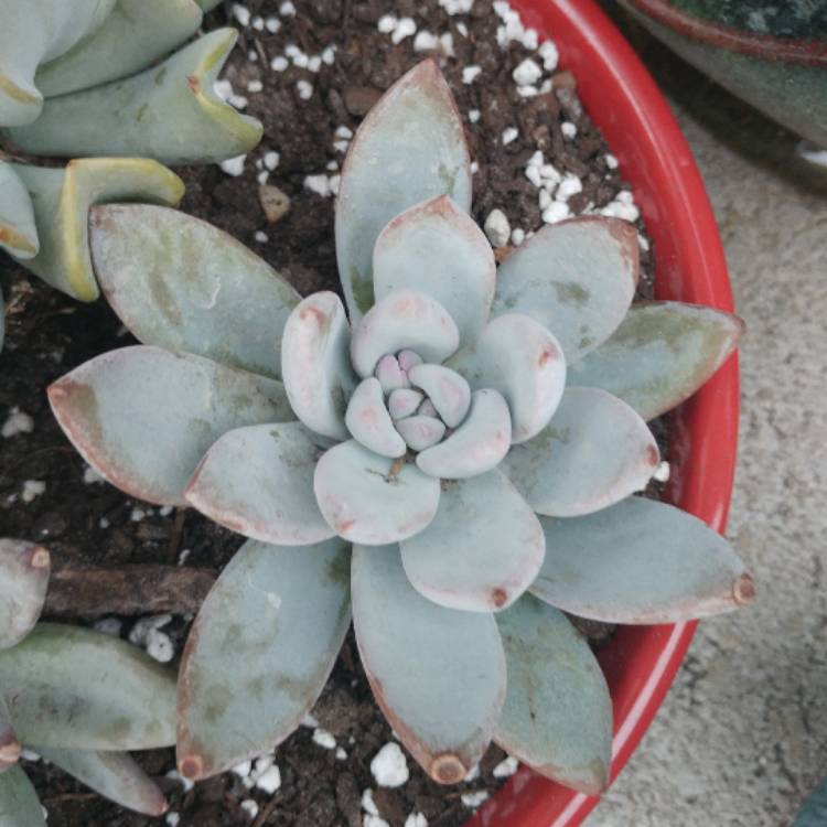 plant image 607856
