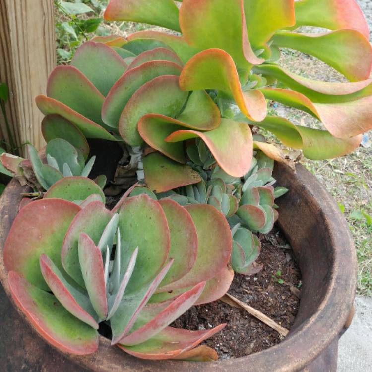 plant image 607861 plant image 607861