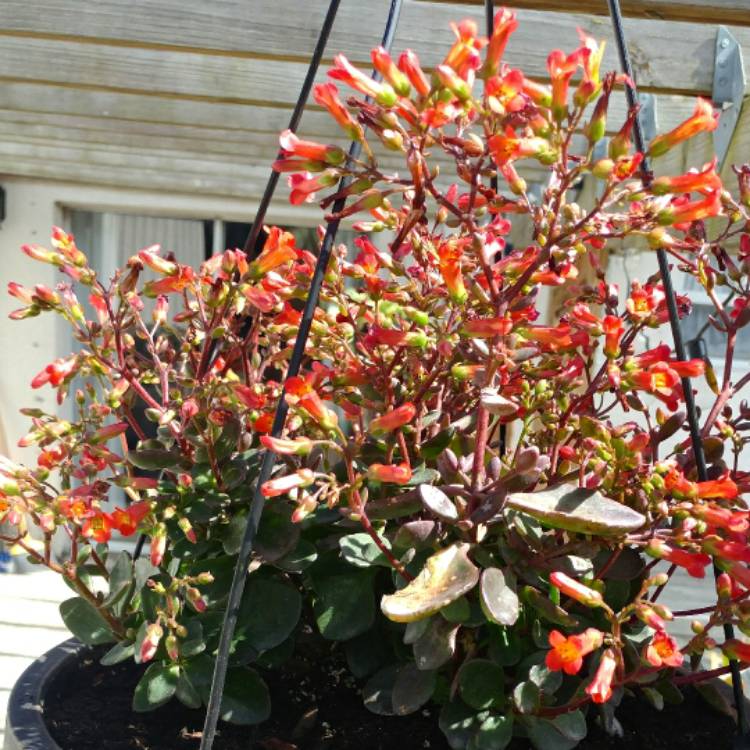 plant image 616453