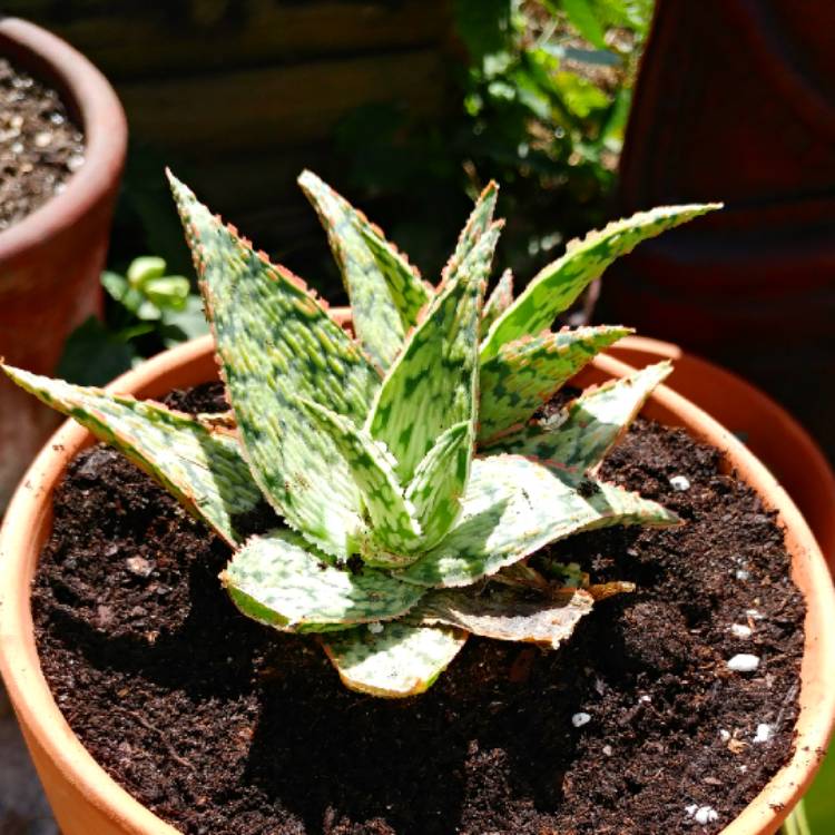 plant image 616461 plant image 616461