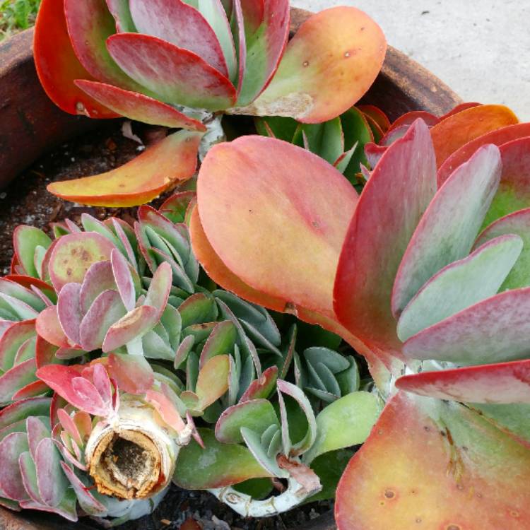 plant image 646841 plant image 646841