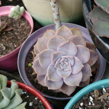 Graptopetalum Purple Delight syn. Graptopetalum Snow White