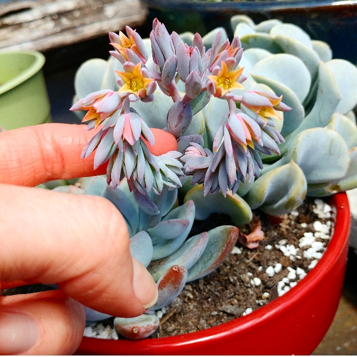 Plant image x Pachyveria Powder Puff