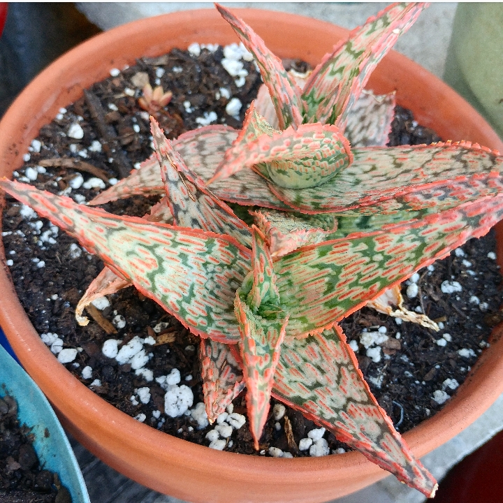 plant image 650153 plant image 650153