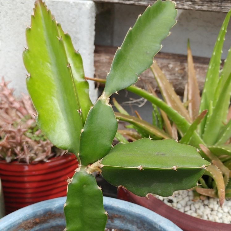 plant image 650155 plant image 650155