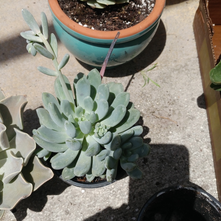 plant image 656890 plant image 656890