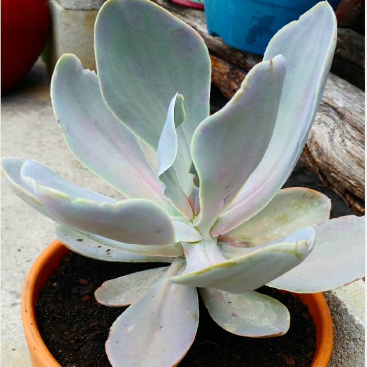 plant image 656899 plant image 656899