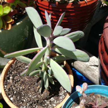 Senecio crassissimus
