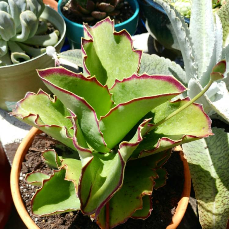 plant image 656932 plant image 656932