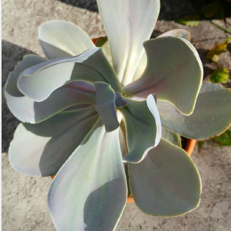 plant image 657051 plant image 657051
