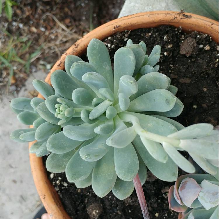 plant image 657052 plant image 657052