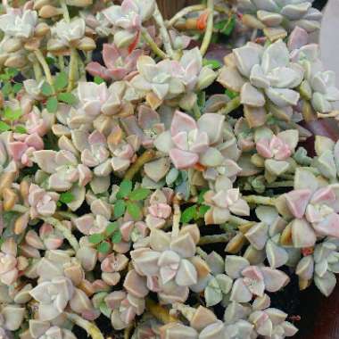 Graptopetalum Paraguayense subsp. Bernalense