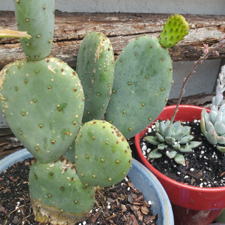 plant image 676053 plant image 676053