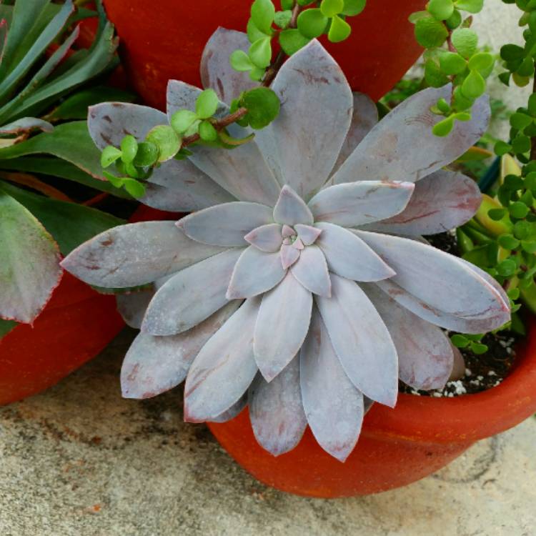plant image 693371 plant image 693371