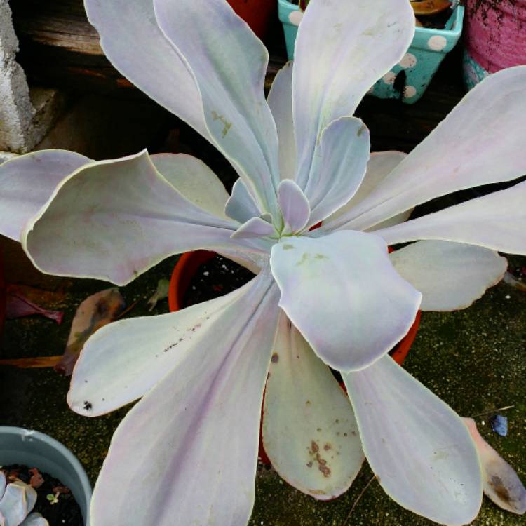 plant image 719046 plant image 719046